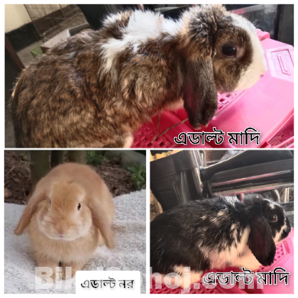 Holland lop Rabbit